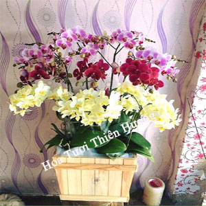 Chậu Lan Hồ điệp LHD2802