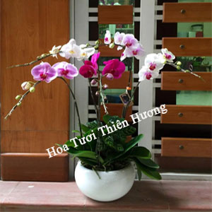 Chậu Lan Hồ điệp LHD2805