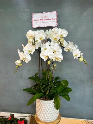Chậu lan hồ điệp trắng 2402