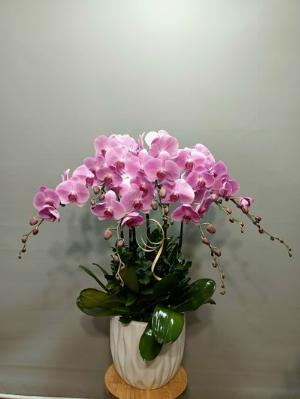 Chậu lan hồ điệp hồng  2405