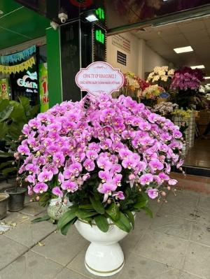 Chậu lan hồ điệp hồng 2406