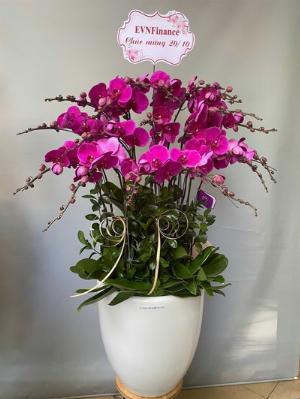 Chậu lan hồ điệp tím 2407