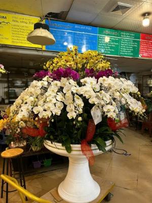 Chậu lan hồ điệp 2409