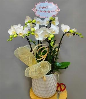 Chậu lan hồ điệp 2412