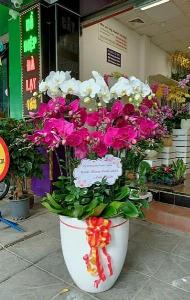 Chậu lan hồ điệp 2414