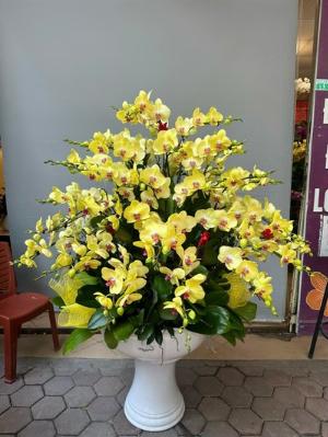 Chậu lan hồ điệp 2415