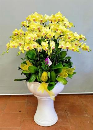 Chậu lan hồ điệp 2418