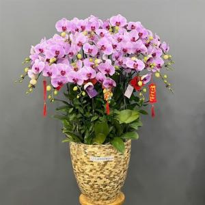 Chậu lan hồ điệp 2419