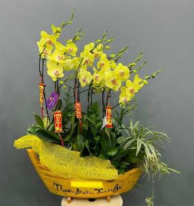 Shop lan hồ điệp Hà Nội 04