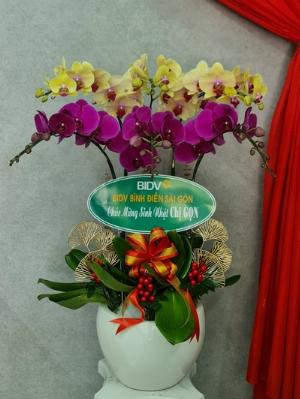 Chậu lan hồ điệp 2424