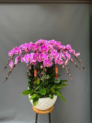 Chậu lan hồ điệp 2425