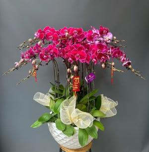 Chậu lan hồ điệp 2427