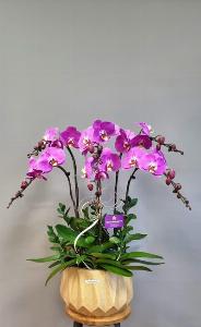 Chậu lan hồ điệp 2428