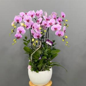 Chậu lan hồ điệp 2429