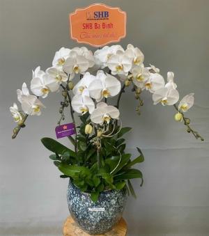 Chậu lan hồ điệp 2430