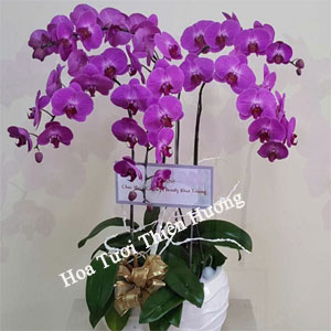 Chậu Lan Hồ Điệp LHD2803