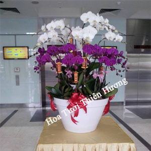 Chậu Lan Hồ Điệp LHD2804
