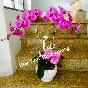 Chậu Lan Hồ Điệp LHD2806