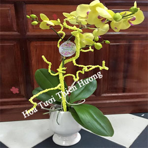 Chậu Lan Hồ Điệp LHD2808