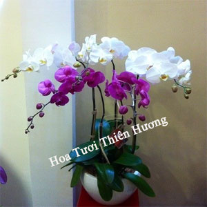 Chậu Lan Hồ Điệp LHD2809