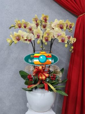 Chậu lan hồ điệp 2436