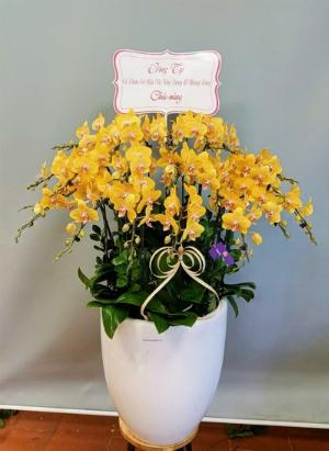 Chậu lan hồ điệp 2438