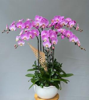 Chậu lan hồ điệp 2411