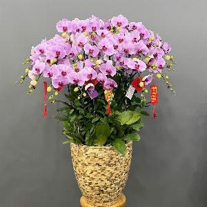 Shop lan hồ điệp cần thơ 06