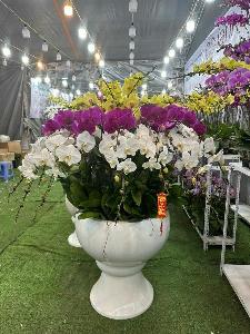 Shop lan hồ điệp cần thơ 07