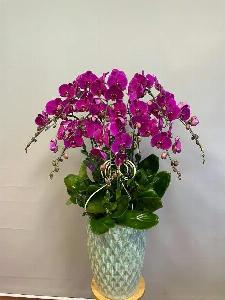 Shop lan hồ điệp cần thơ 08