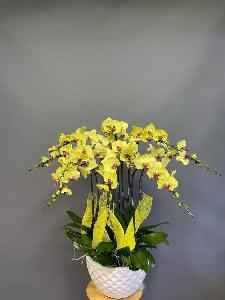 Shop lan hồ điệp cần thơ 09