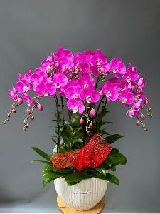 Shop lan hồ điệp cần thơ 11