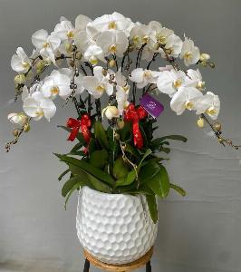 Shop lan hồ điệp cần thơ 12